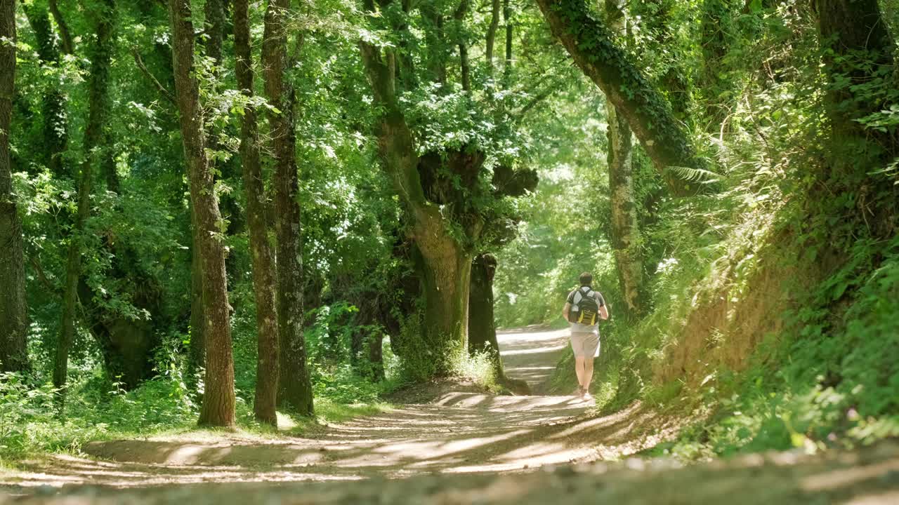 Static shot of a hiker with backpack walking away through a lush green forest. Peaceful and immersive scene of nature, adventure and solitude. No audio, logos or identifiable faces
