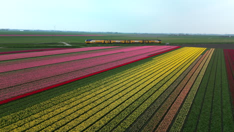 Vista-Aérea-Del-Campo-De-Tulipanes-Con-El-Paso-Del-Tren-En-La-Parte-De-Atrás,-Países-Bajos