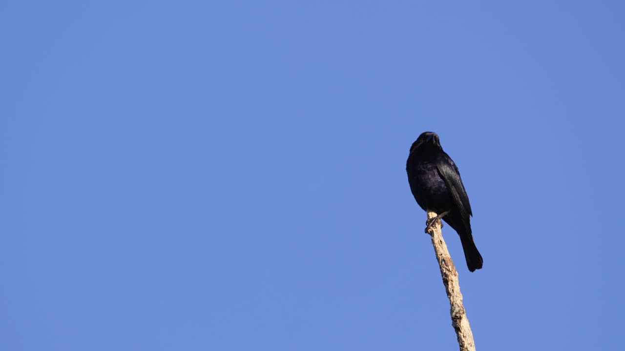 un pájaro vaquero brillante se alza sobre una rama escasa