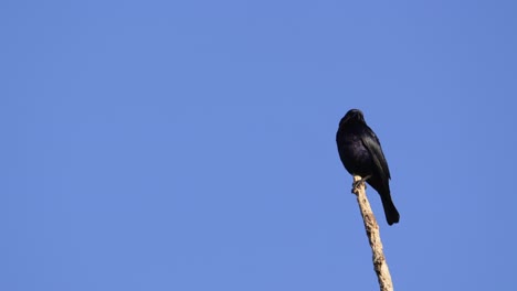 shiny cowbird  stands perched on a sparse branch