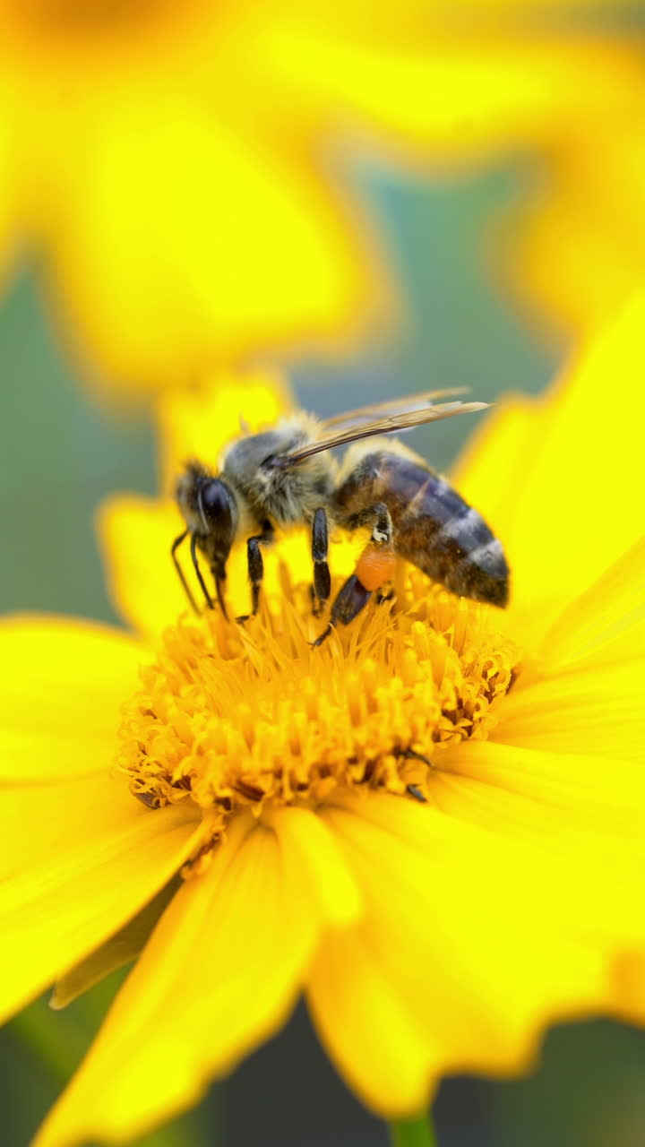 Bee on a yellow flower collecting pollen and gathering nectar to produce honey in the hive. Coreopsis Vertical video
