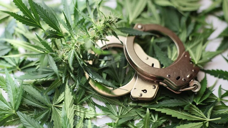 Cannabis Leaves with Handcuffs Representing Drug Legality and Law