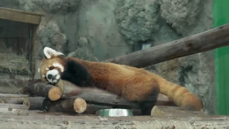 el panda rojo yacía y se estiraba sobre los troncos de un árbol