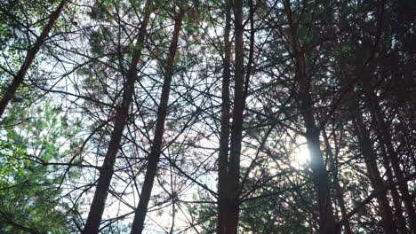 los rayos del sol se abren camino a través de las coronas de los árboles en el denso bosque.