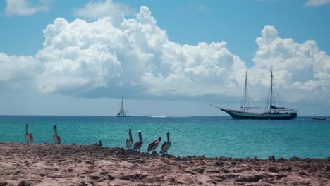 Beautiful-still-shot-of-pelicans-in-the-Caribbean-with-pirate-ship-sailing-in-the-background