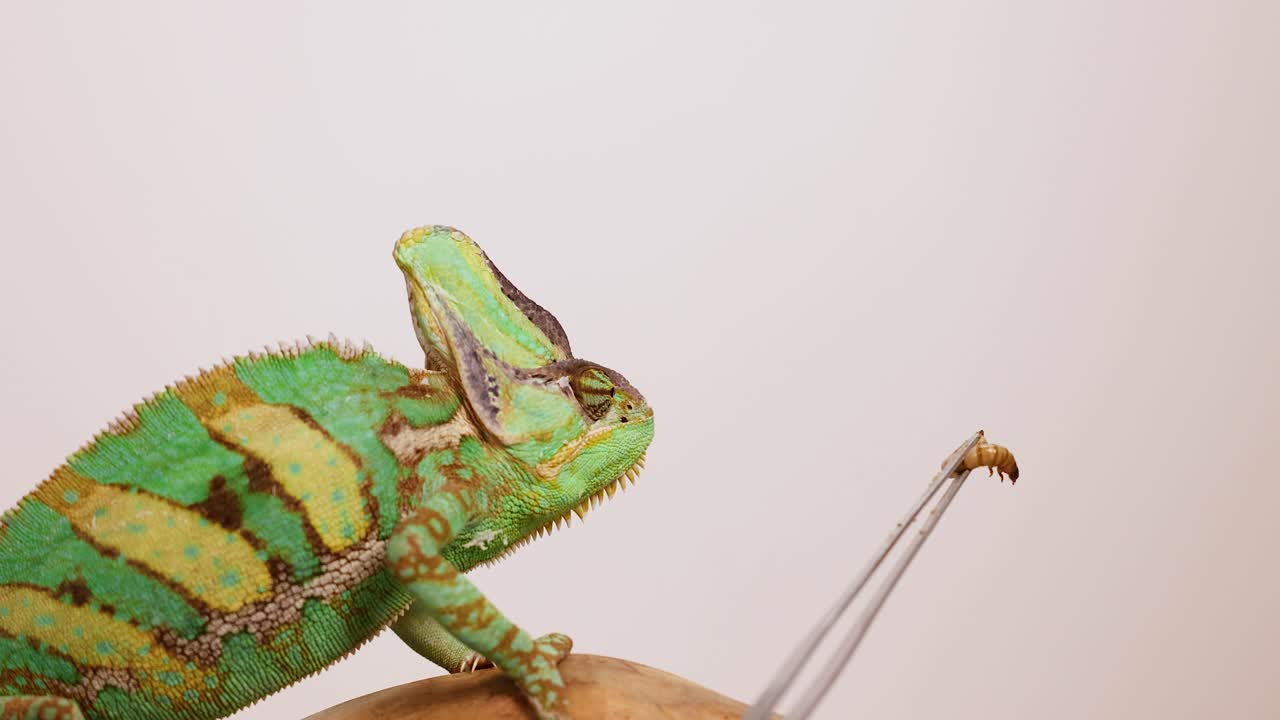 A veiled chameleon interacts with a worm held by tweezers in a well-lit, neutral environment