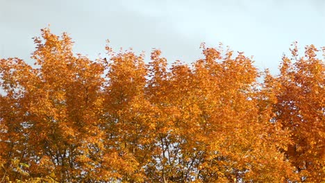 common grackle bird on top of golden autumn tree, static view