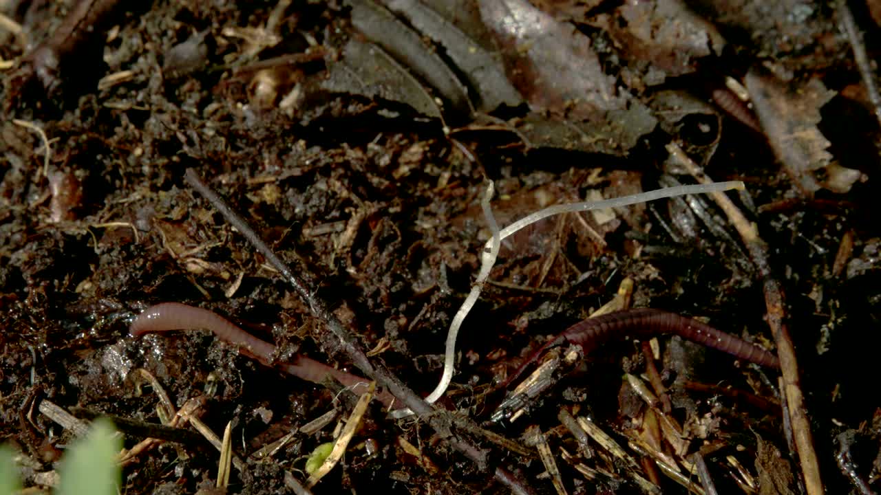 에 기어다니는 갈색 벌레 4k fs700 오디세이 7q