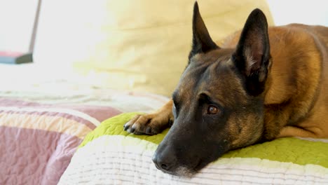 sad dog, bored dog, big dog laying down on bed resting indoors