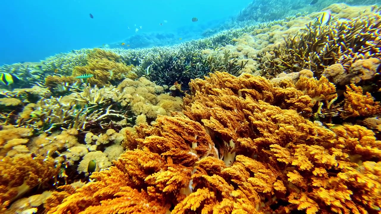 Ampio campo di corallo a Bali con texture marine stratificate, formazioni di corallo molle e acqua tropicale poco profonda. Paesaggio di barriera corallina sottomarina con motivi acquatici naturali