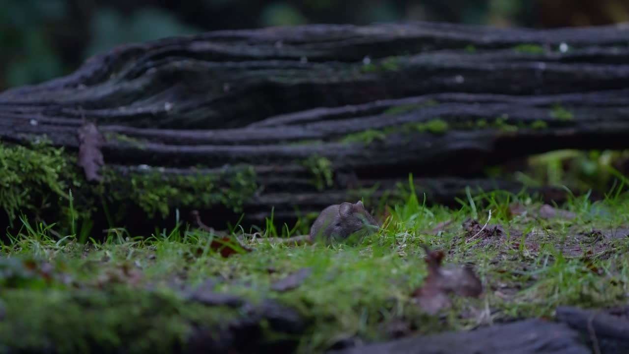 Bank vole pauses on log in slow motion, alert and still under shaded forest canopy