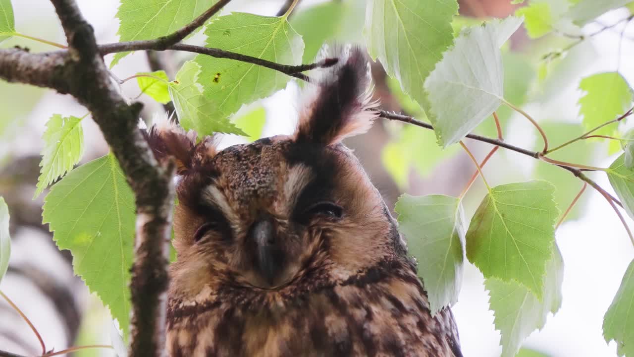 primer plano de la cara de un gran búho cornudo en la rama de un árbol en texel, países bajos