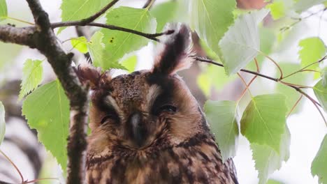 Great-Horned-Owl-face-close-up-on-a-tree-branch-in-Texel,-Netherlands