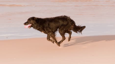 a black dog runs energetically along a sunlit sandy beach near the water’s edge, captured in side profile with natural daylight and smooth camera tracking