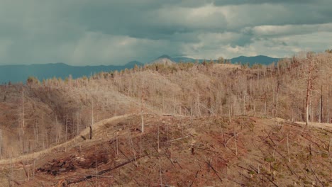 4k árboles muertos aéreos en colinas drone dolly con cielo nublado en el fondo