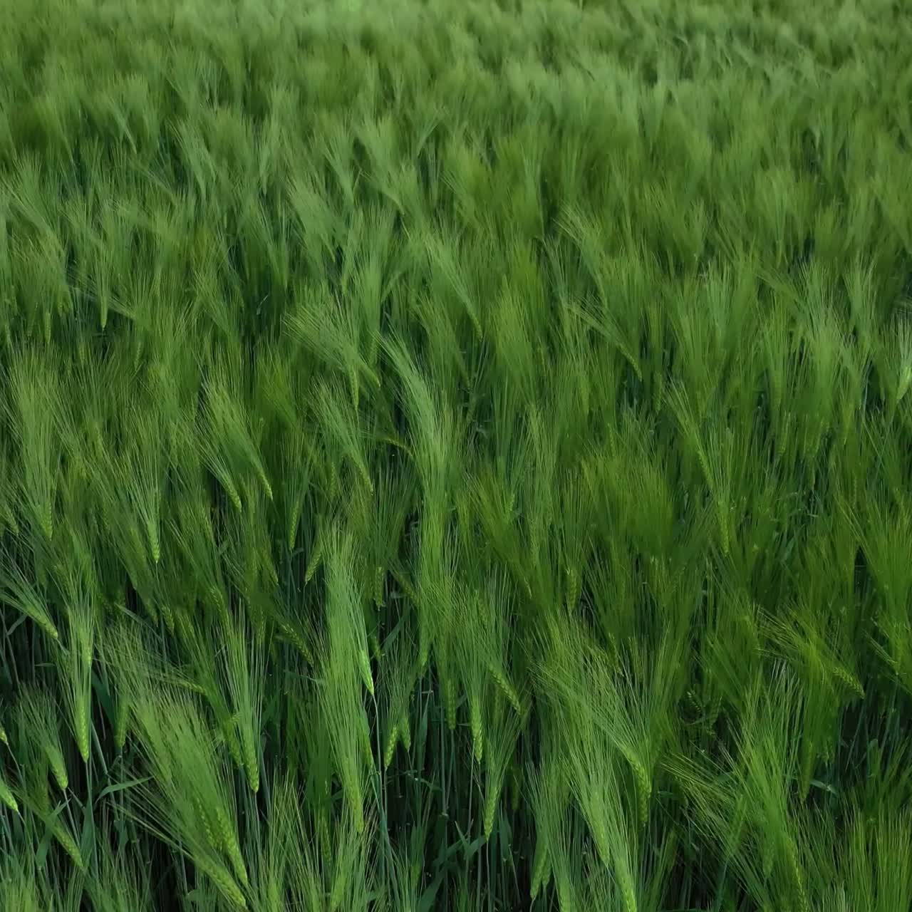 Growing farm plants background. Green spikelets swaying on the wind. Fresh green grass on the meadow. Agriculture in spring.