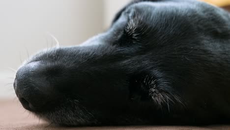 an overhead view of a senior black dog's head in deep sleep on the floor