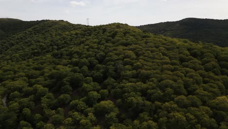 exuberante bosque de hojas anchas en las montañas de españa, vista aérea