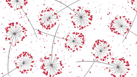 Hearts Dandelion seeds blowing in the wind on white background. Abstract loop animation.