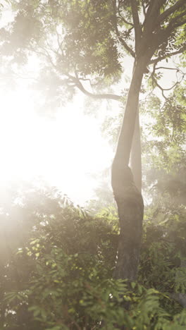 sunlight shining through a forest canopy