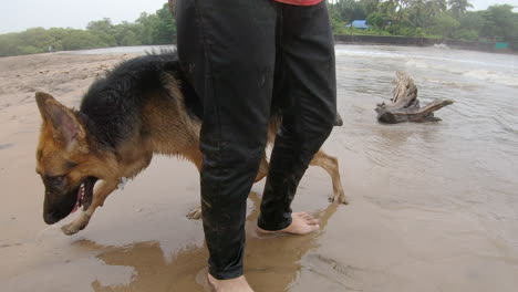 amistad de perros y sus amos relajándose en