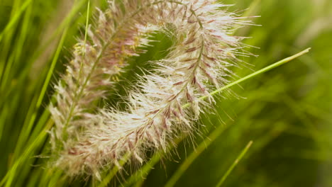 fuzzy reed grass with soft focus green background, slow motion close up pan