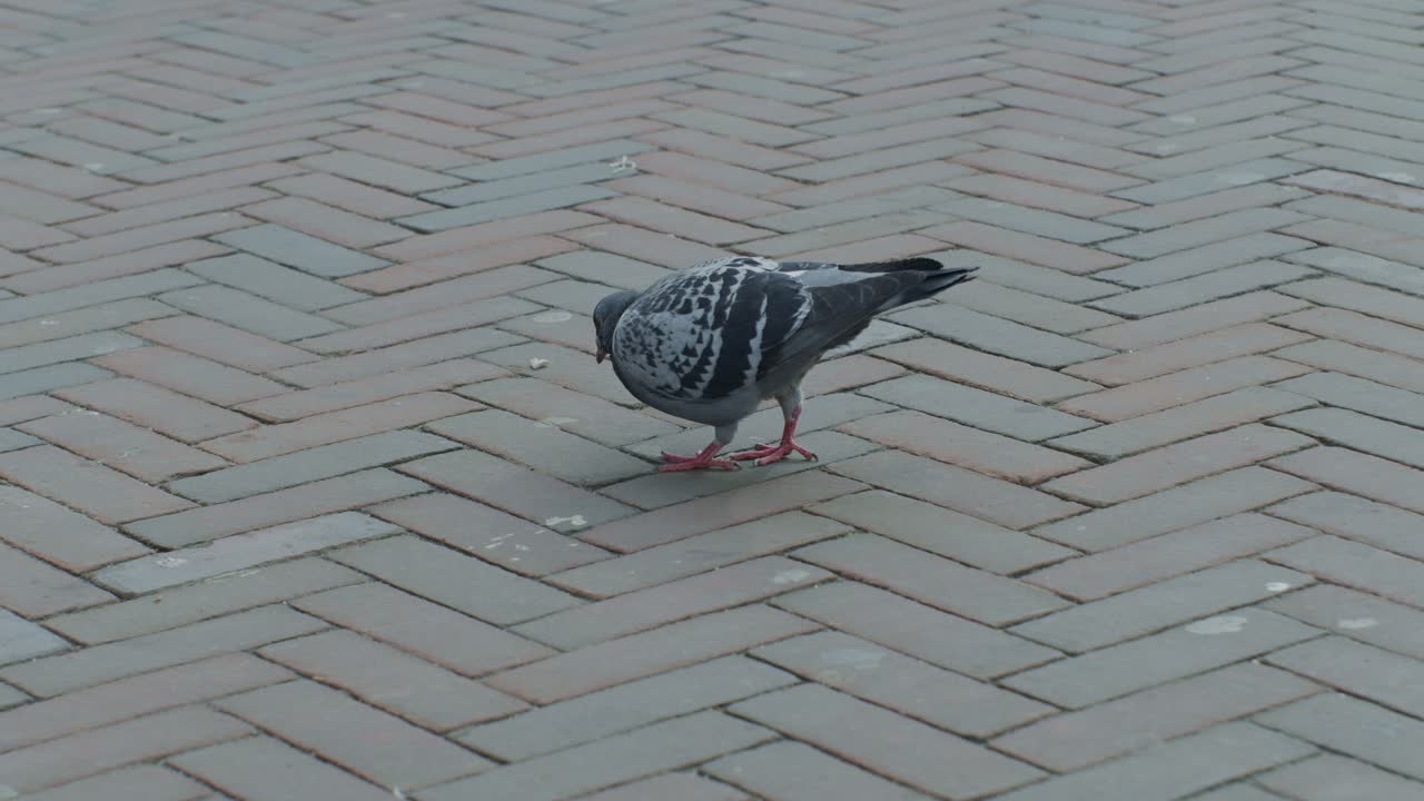 Pigeon bird walking on the streetmground and pecking in the dutch city town of Europe Netherlands Rotterdam