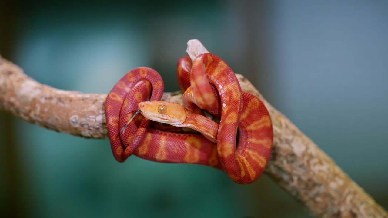 Bright orange and red snake moving slowly across a branch in a nature setting