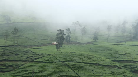 Luftaufnahme-Des-Teegartens-Mit-Nebligem-Himmel-In-Wonosobo,-Indonesien