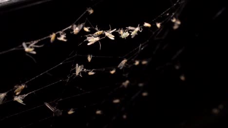 Viele-Insekten,-Die-Im-Dunkeln-Unter-Einem-Warmen-Licht-In-Klebrigem-Spinnennetz-Gefangen-Wurden
