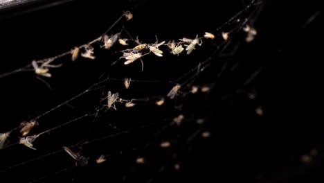 Muchos-Insectos-Atrapados-En-Telaraña-Pegajosa-En-La-Oscuridad-Bajo-Una-Luz-Cálida