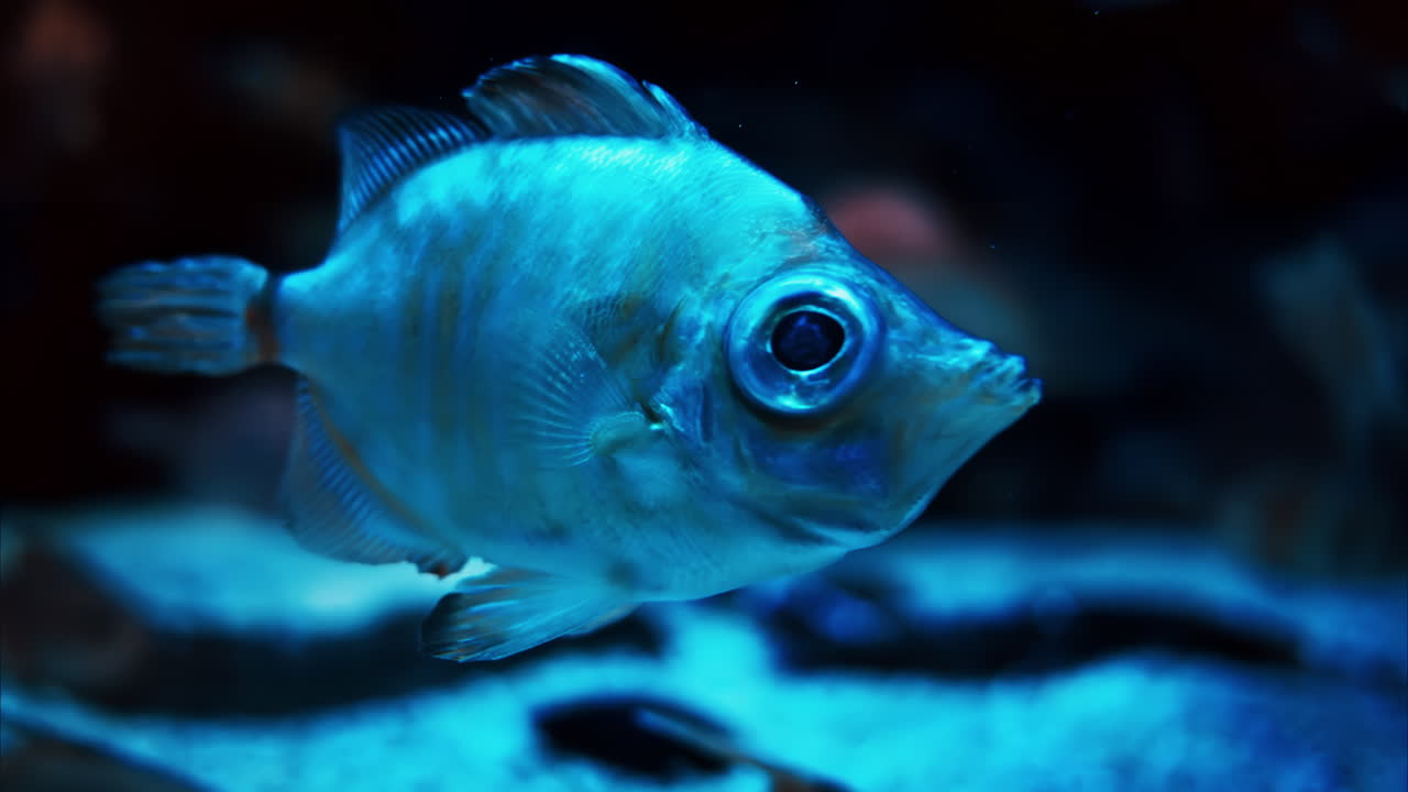 Close up of a kissing fish swimming near coral reefs