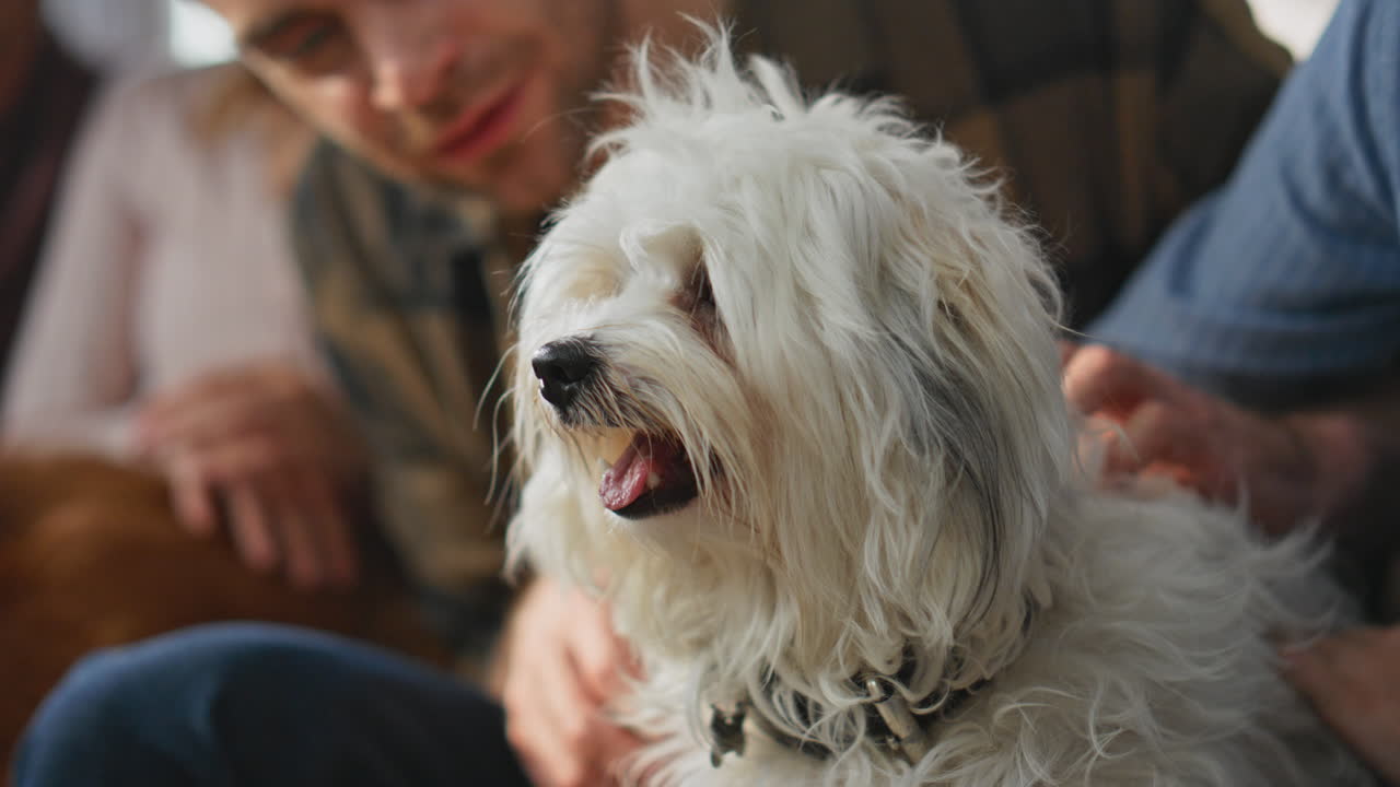 Closeup cute dog yawning sitting couch with loving people group close up.