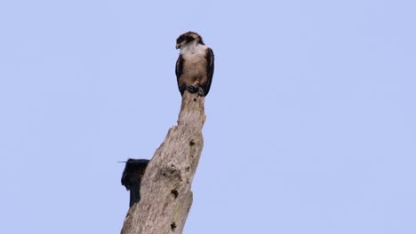 the black-thighed falconet is one of the smallest birds of prey found in the forests in some countries in asia