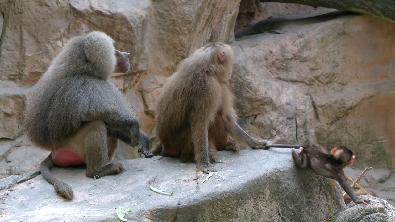 babuino hamadryas adulto sujetando la cola del bebé para que no se escape en cautiverio