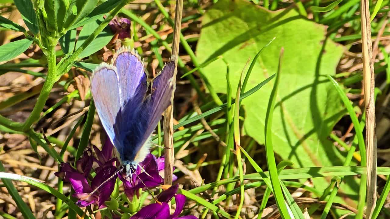 A close-up shot shows a blue and brown butterfly resting on purple flowers among grass, opening and closing its wings in the sunlight