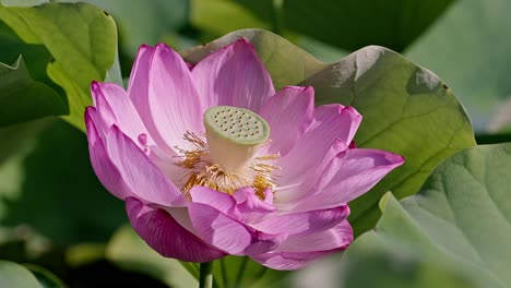 東京ウエノの美しい蓮の花