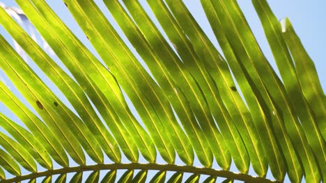 Lange-Grüne-Blätter-Der-Kokospalme,-Die-Sich-Bei-Sommerwetter-Im-Wind-Wiegen,-Nahaufnahme