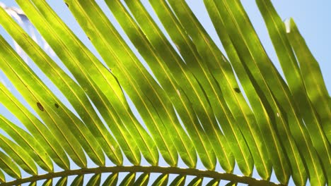 Largas-Hojas-Verdes-Del-Cocotero-Balanceándose-En-El-Viento-Durante-El-Clima-De-Verano,-Primer-Plano