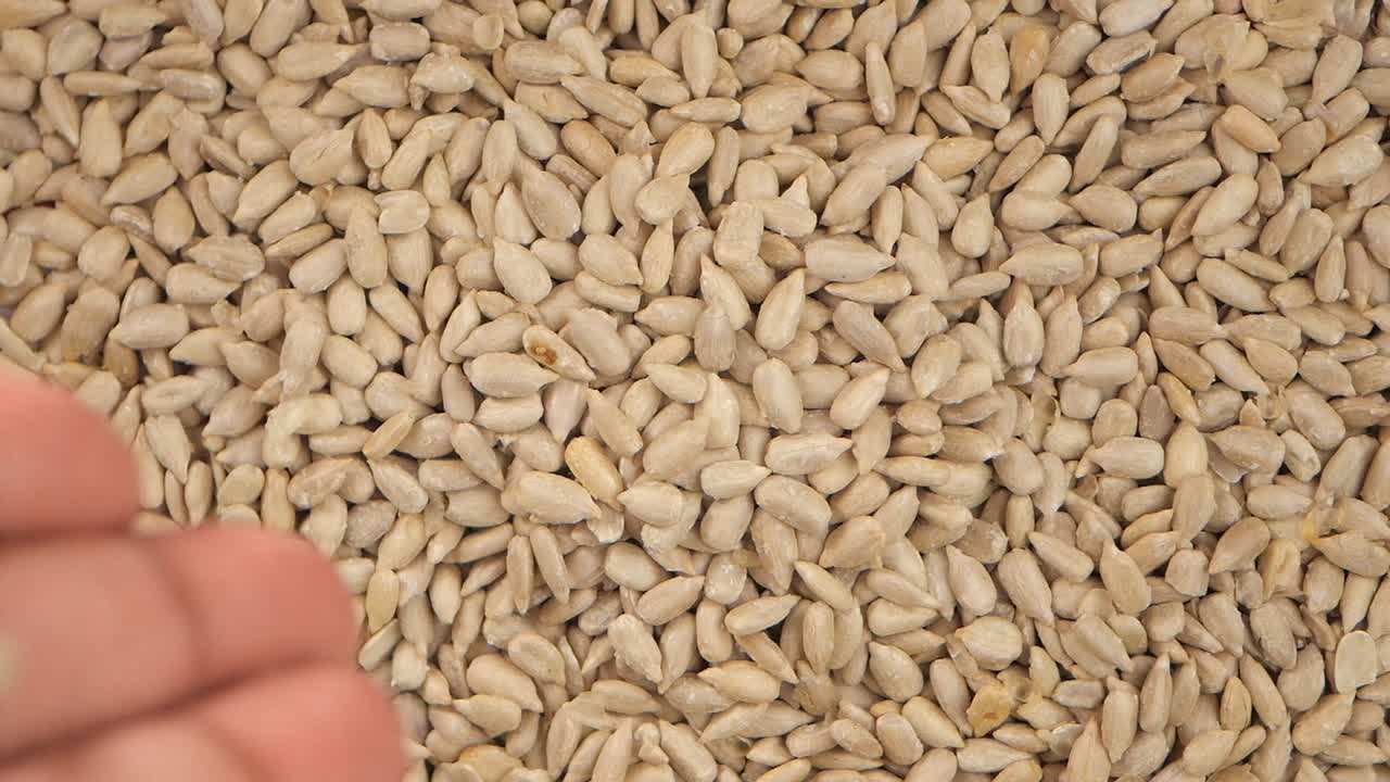 Mucchio di semi di girasole