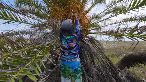 El-Hombre-Toma-Dátiles-De-Palmeras-Y-Muestra-Frutas-Coloridas,-Isla-Tropical-Cayo-De-Agua.