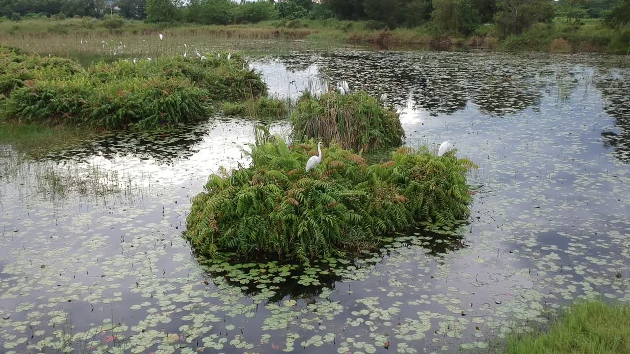 Drone footage of Egret perch on bush on a wetland