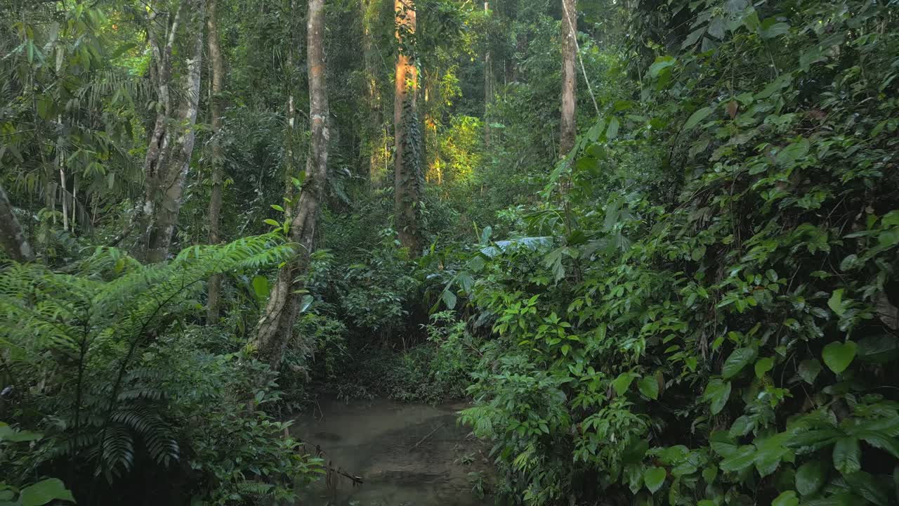 Watering hole deep in the jungle, dolly