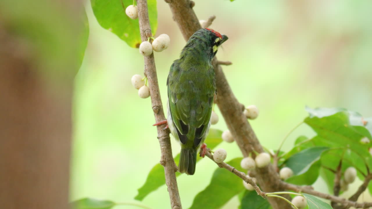 pájaro barbet obrero de cobre encaramado en una ramita de higo marino - primer plano