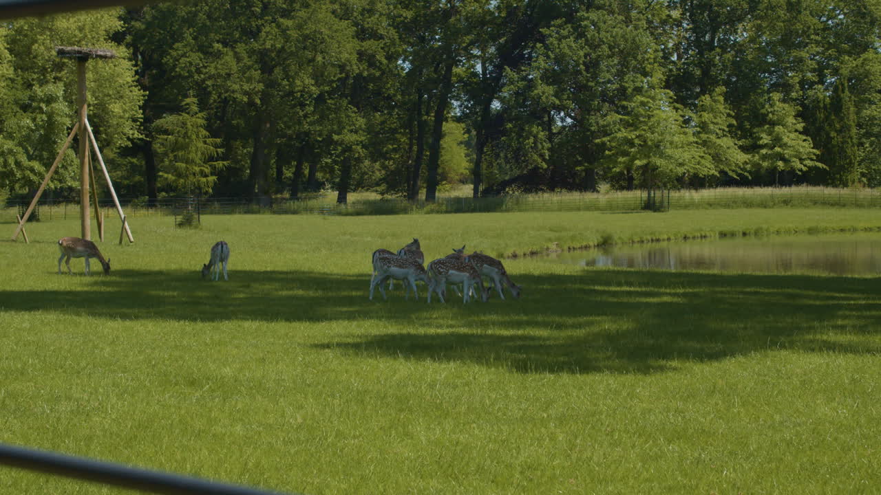 Hirschherde frisst Gras im Schatten an einem heißen Sommertag.
