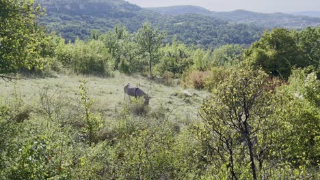 landscape with clear nature and beautiful green hills on which two donkeys run through the grass in hot weather and sunlight