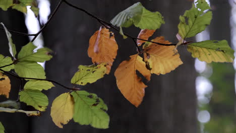 Primer-Plano-De-Las-Hojas-De-Un-árbol-De-Haya-Que-Se-Mecen-En-La-Brisa-Mientras-Los-Colores-Del-Otoño-Comienzan-A-Mostrarse-En-Un-Bosque-En-Worcestershire,-Inglaterra