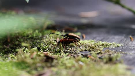 close up shot of long-horned beetle during procreation on moss in forest