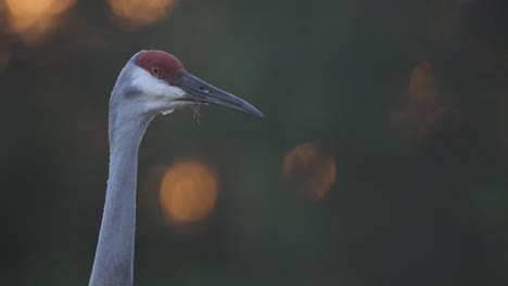 Primer-Plano-Del-Giro-De-Cabeza-De-La-Grúa-Sandhill-Al-Atardecer