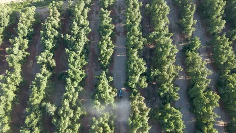 aerial top down dolly in of blue tractor spraying pesticides on waru waru avocado plantations in a farm field at daytime